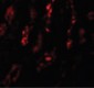 SCRN1 / Secernin 1 Antibody (C-Terminus)